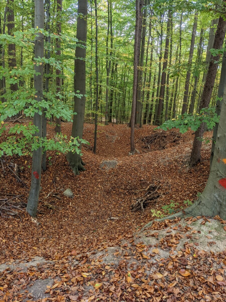 Kitzeberger Wald