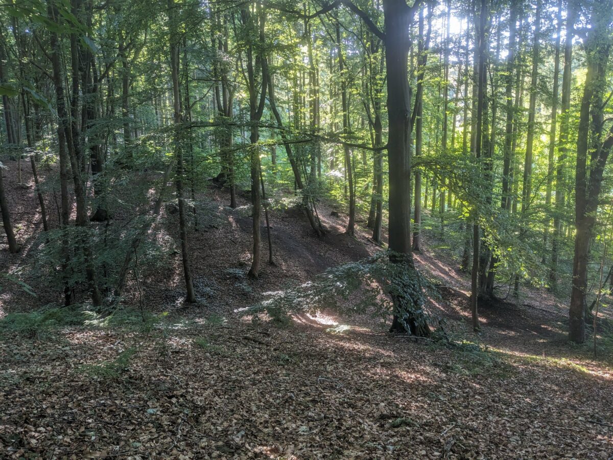 Breitenburger Wald / Itzehoe